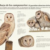 Infografía de la lechuza de los campanarios. Realistic Drawing, Traditional illustration, Digital Illustration, Naturalistic Illustration, and Presentation Design project by Valeria Ortiz Martinez - 01.22.2025