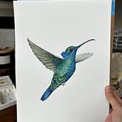 Colibrí . Realistic Drawing, Traditional illustration, Watercolor Painting, and Naturalistic Illustration project by Paola Cardenas - 01.23.2025