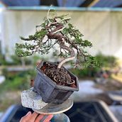 Styling a juniper from raw material . Artesanato, Artes plásticas, DIY, Design, e Design floral e vegetal projeto de Alex Mendoza - 24.01.2025