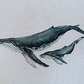 Ballena Jorobada. Naturalistic Illustration, Painting, Watercolor Painting, and Fine Arts project by Celeste Valencia - 01.28.2025