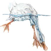 Goose Swimming. Un progetto di Disegno realistico, Illustrazione tradizionale, Illustrazione naturalistica e Pittura ad acquerello di Sabine Nimz - 29.01.2025