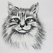 Cat. Drawing, Ink Illustration, Naturalistic Illustration, and Fine Arts project by leilashtari - 01.30.2025