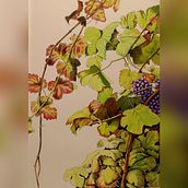 Nel vigneto.. Un projet de Dessin, Illustration éditoriale, Illustration traditionnelle , et Aquarelle de Claudia Foroni - 30.01.2025