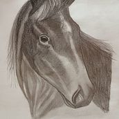 Caballo con lunar blanco . Drawing, Fine Arts, Naturalistic Illustration, Pencil Drawing, and Realistic Drawing project by Shirley Zulay Aguilar Guamán - 02.03.2025