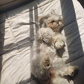 Picture of my dog. Photographic Composition, Photograph, and Digital Photograph project by pazma8230 - 02.03.2025