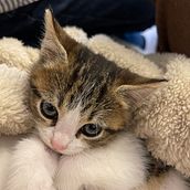 Proyecto de modelo perros y gatos . Dezvoltare web, Programare, Inteligența artificială și Programarea AI de darlinhawaii - 02.05.2025