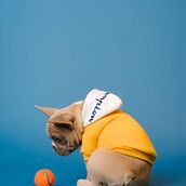 Huellitas Pet Shop - Beba. Cop, writing, App Design, Information Design, and UX / UI project by Elba Morillo - 02.06.2025
