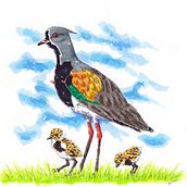 Aves de Chile. Traditional illustration project by Belén Bravo Bórquez - 02.06.2025