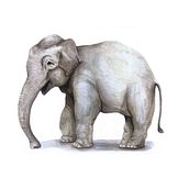 Elefante asiático en acuarelas. Realistic Drawing, Traditional illustration, Naturalistic Illustration, and Watercolor Painting project by Lea Prado - 02.07.2025
