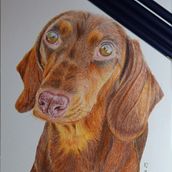Dibujo de mi mascota como trabajo final . Ilustrasi tradisional & Ilustrasi Naturalistik proyek oleh filomena_oliveri - 02.08.2025