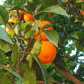 C.A - Fotografies de textures de fruites. Photograph project by Elena Rodriguez - 02.09.2025