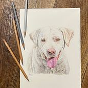 dog portrait with colored pencils. Un progetto di Disegno, Belle arti, Disegno a matita e Disegno con matite colorate di szingermonika_1 - 09.02.2025