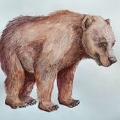 Cave Bear. Un proyecto de Dibujo realista, Ilustración tradicional, Ilustración naturalista				 y Pintura a la acuarela de majorosi_zsofia - 10.02.2025