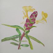 Flor Aquarela. Fine Arts, Drawing, Traditional illustration, Painting, Watercolor Painting, and Botanical Illustration project by Luiza Pires - 02.10.2025
