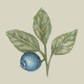 Blueberry Study. Fine Arts, Drawing, Traditional illustration, Painting, Watercolor Painting, and Botanical Illustration project by Wendy Johnston - 02.17.2025