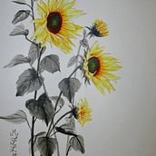 Tournesols . Un progetto di Illustrazione botanica, Illustrazione tradizionale, Illustrazione con inchiostro, Belle arti e Pittura di Marie-françoise Le Néen - 19.02.2025