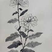 Crisantemos Ein Projekt aus dem Bereich Zeichnung, Traditionelle Illustration, Illustration mit Tinte, Bildende Künste und Malerei von vivianaliviero - 19.02.2025