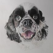 Brunito.. Traditional illustration, and Naturalistic Illustration project by pepascrap - 02.20.2025