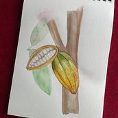 Cacao Pods. Botanical Illustration, Naturalistic Illustration, Painting, and Watercolor Painting project by Atenea Camacho - 02.22.2025