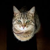 Toto - el gato de mi hermana. Projekt z dziedziny Fotografia portretowa użytkownika Katherine González - 25.02.2025