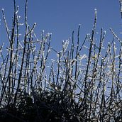 Hedges. Arts, Crafts, and DIY project by handala - 02.26.2025