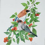 Ilustração de aves. Un progetto di Disegno, Belle arti, Illustrazione naturalistica, Disegno a matita, Disegno realistico e Pittura ad acquerello di Vera Elenita Medeiros - 28.02.2025