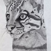 Ocelot - Graphite Illustration. Drawing, Traditional illustration, Naturalistic Illustration, and Pencil Drawing project by Shaylyn Berntson - 03.01.2025