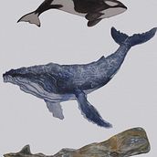 Ilustración de ballenas con acuarelas. Naturalistic Illustration, Painting, Watercolor Painting, and Fine Arts project by Adrian Yugo - 03.02.2025