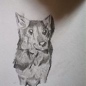 Final Naturalist Project :Subject:Bruno. Drawing, Traditional illustration, Naturalistic Illustration, and Pencil Drawing project by isabelasosalovo - 03.07.2025