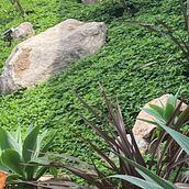JARDIN LADERA GT. Floral, Plant Design, L, scape Architecture, and Spatial Design project by William Velasquez - 03.07.2025