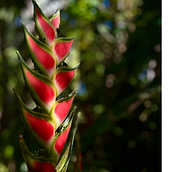 Flor en Costa Rica  Ein Projekt aus dem Bereich Marketing, Werbung, Smartphonefotografie, Produktfotografie, Fotografie, Social Media, Instagram, Fotografie für Instagram, Lifest, le-Fotografie und Mobile Marketing von socialmedia_582624 - 13.03.2025