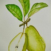 Peras en su rama. Naturalistic Illustration, Painting, and Watercolor Painting project by oligardom3 - 03.13.2025