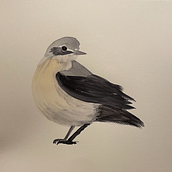 Naturalist Watercolor: Final project. Ilustração tradicional, Ilustração naturalista, e Pintura em aquarela projeto de Veronika Halamková - 14.03.2025