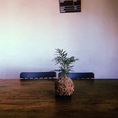 kokedamas . % Marian Rojas tarafından hazırlanan Sanat ve El Sanatları, Dekoras, on, İç Tasarım, Kendin Yap, Pe, zaj Mimarisi, Ve Çiçek ve Bitki Tasarımı projesi - 03.17.2025