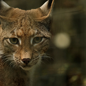 Animais em Via de Extinção em Portugal. Programação , e Desenvolvimento Web projeto de Joao Pinto - 20.03.2025