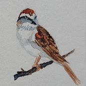 Tiny Book- Birds of Indiana. Een project van Craft,  Boekbinding, DIY y Traditionele illustratie van Sarah Salisbury - 21.03.2025