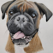 Belle de Boxer. Traditional illustration, and Naturalistic Illustration project by hanny02 - 03.22.2025