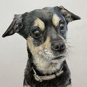 Retrato de mascotas. Traditional illustration, and Naturalistic Illustration project by fuentesblancogonzalez - 03.22.2025