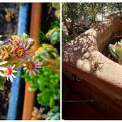 Un lugar para descubrir. Floral, Plant Design, L, scape Architecture, and Spatial Design project by Guadalupe Herrera - 03.25.2025