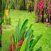 Jardin tropical. Floral, Plant Design, L, scape Architecture, and Spatial Design project by Jeffry Ventura - 03.25.2025