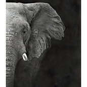 Majestic. Realistic Drawing, Drawing, and Pencil Drawing project by Alan Byrom - 03.28.2025