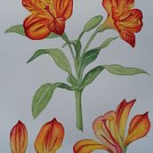 Alstroemeria flower. Un progetto di Belle arti, Disegno, Illustrazione tradizionale, Illustrazione botanica, Pittura e Pittura ad acquerello di Lavi - 31.03.2025