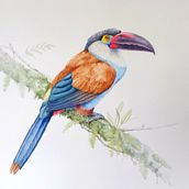 Watercolour . Traditional illustration, and Watercolor Painting project by robbs_botanicals - 03.31.2025