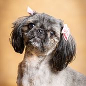 Una divertida sesión mascotera 📸🐾 Ein Projekt aus dem Bereich Fotografie und Studiofotografie von marianelagisele - 31.03.2025