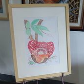 FLORESCENCE: MAKILING RAFFLESIA, UP CLOSE. Un progetto di Illustrazione tradizionale, Pittura ad acquerello, Disegno, Belle arti, Pittura, Fotografia, Design floreale e vegetale, Bozzetti, Illustrazione botanica e Disegno con matite colorate di Annie Villasin-Young - 02.04.2025