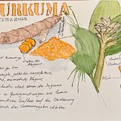 Abschlussprojekt zum Kurs: Illustration einer naturwissenschaftlichen Zeitschrift. Un progetto di Illustrazione tradizionale, Pittura ad acquerello, Illustrazione botanica e Sketchbook di Susanne Taudte - 02.04.2025