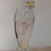 Halcón caminero. Traditional illustration, Naturalistic Illustration, and Watercolor Painting project by paumont25 - 04.05.2025