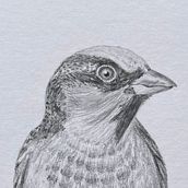 House Sparrow . Un projet de Dessin, Illustration traditionnelle, Illustration naturaliste, Dessin au cra , et on de Andreea Morrison - 06.04.2025