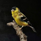 My project for course: Classical Oil Painting for Naturalist Bird Portraiture. Fine Arts, Naturalistic Illustration, Oil Painting, and Painting project by Karin Marleen Dijkstra - 04.07.2025