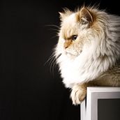 El es mi gato la inspiración en el área de mascotas. Fondo negro para contrastar. Een project van Studiofotografie, Portretfotografie, Lifest, le fotografie,  Documentairefotografie e Interieurfotografie van Yorleny Rivera - 11.04.2025